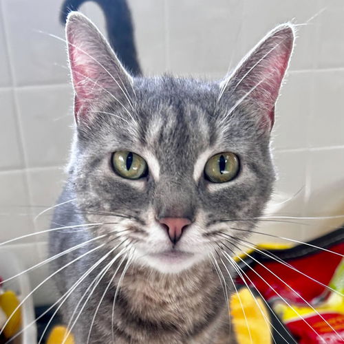 picture of the cat needing adoption
