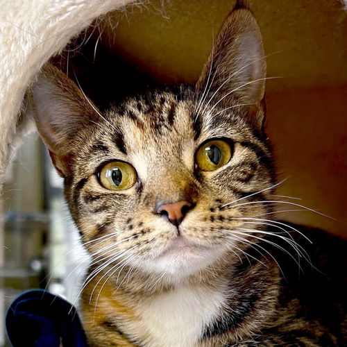 picture of the cat needing adoption