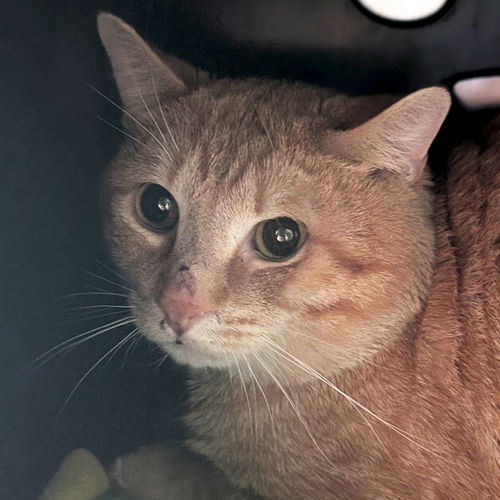 picture of the cat needing adoption