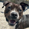 John Paul - Name Your Own Adoption Fee! - Photo 3