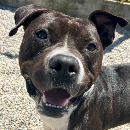 picture of the dog needing adoption