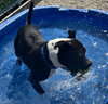 John Paul - Name Your Own Adoption Fee! - Photo 4