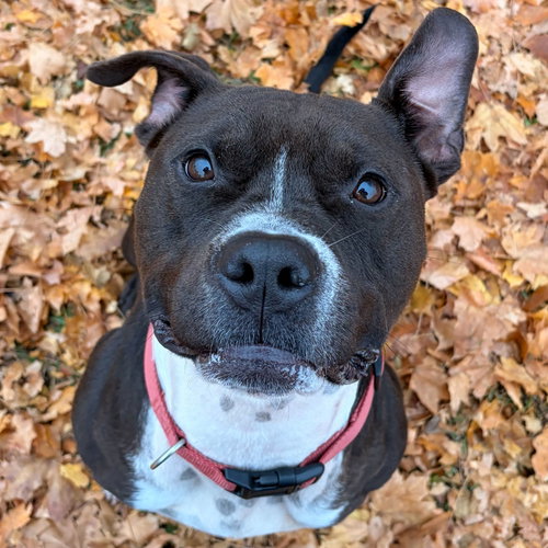 JOHN PAUL - NAME YOUR OWN ADOPTION FEE! - Pit Bull Terrier available for adoption