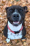 John Paul - Name Your Own Adoption Fee! - Photo 2