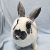 adoptable Rabbit in jefferson, WI named Prada - Name Your Own Adoption Fee!