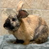 adoptable Rabbit in jefferson, WI named Keiko - Adoption Fee Paid!