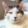 adoptable Cat in jefferson, WI named Smallz - Adoption Fee Paid!
