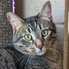 adoptable Cat in jefferson, WI named Mochi - Name Your Own Adoption Fee!