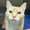 adoptable Cat in jefferson, WI named Justine