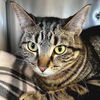 adoptable Cat in jefferson, WI named Pippin - Name Your Own Adoption Fee!