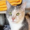 adoptable Cat in jefferson, WI named Mae - Name Your Own Adoption Fee!