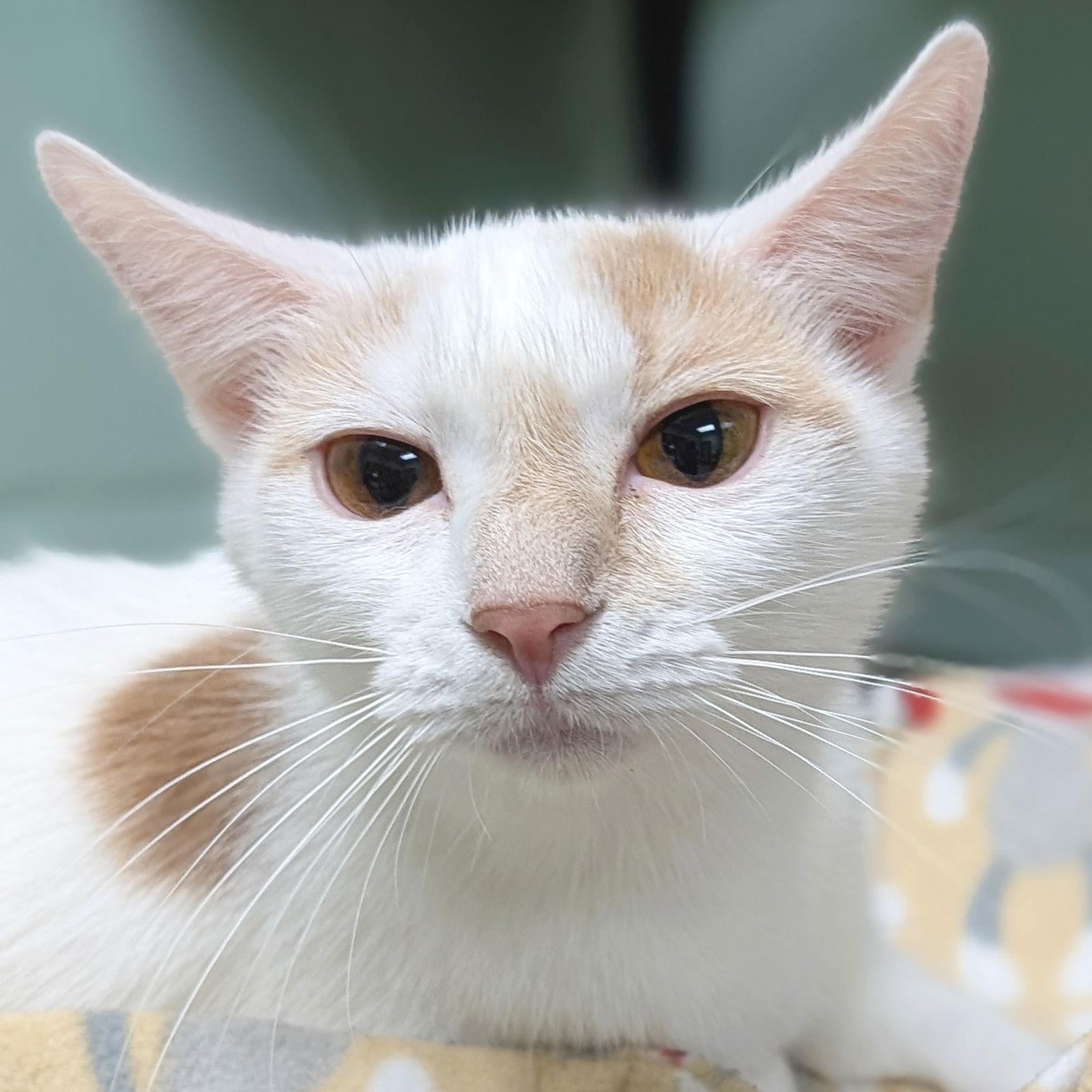 adoptable Cat in Jefferson, WI named Whitney - Reduced Fee!