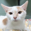 adoptable Cat in jefferson, WI named Whitney - Reduced Fee!