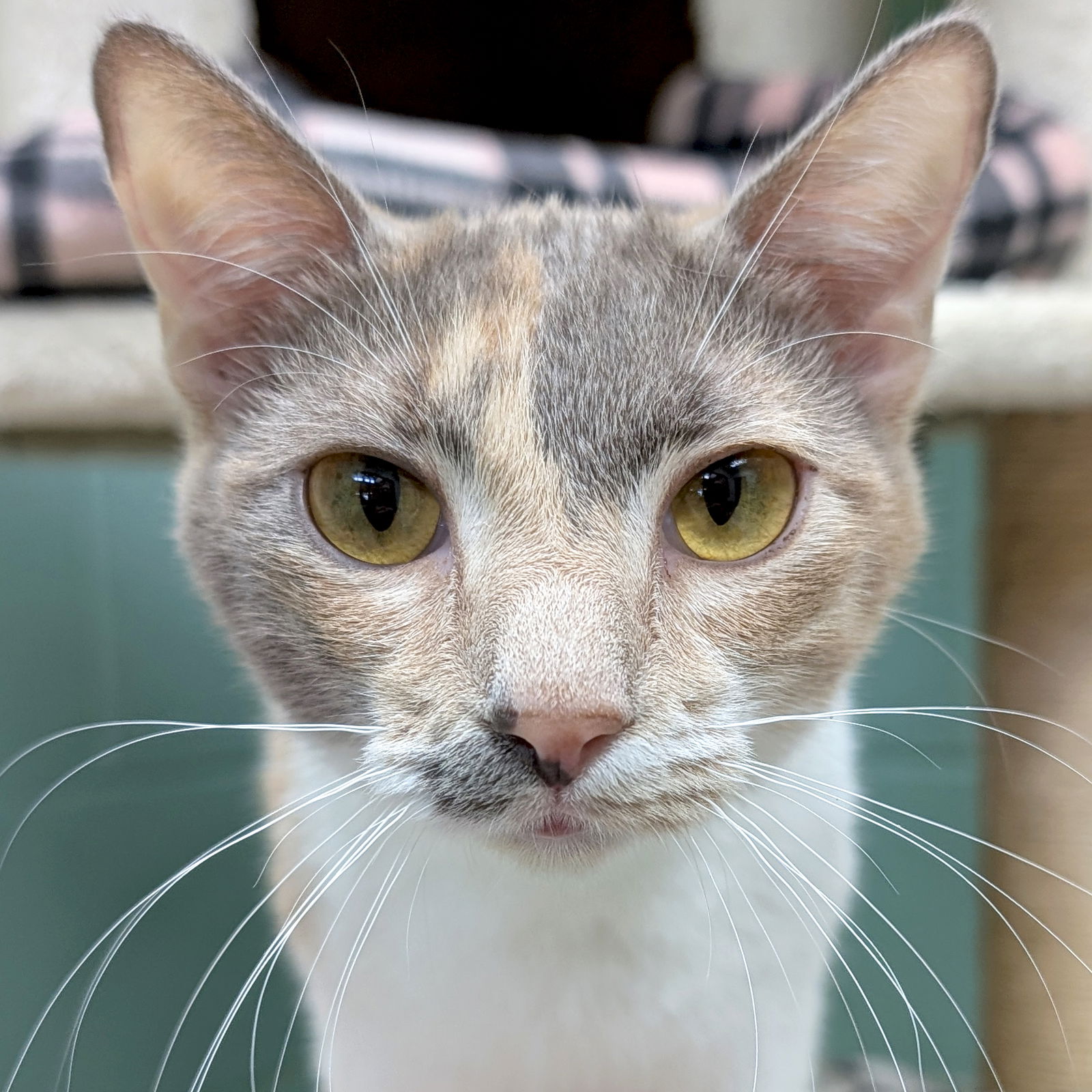 adoptable Cat in Jefferson, WI named Tippy - Reduced Fee!