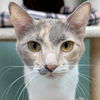 adoptable Cat in jefferson, WI named Tippy - Reduced Fee!