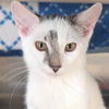 adoptable Cat in jefferson, WI named Tenacious D - Reduced Fee!