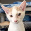 adoptable Cat in jefferson, WI named Wonderboy - Reduced Fee!