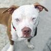 adoptable Dog in Jefferson, WI named Blitz - Name Your Own Adoption Fee!