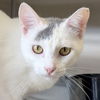 adoptable Cat in jefferson, WI named Hanna