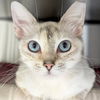 adoptable Cat in jefferson, WI named Terra