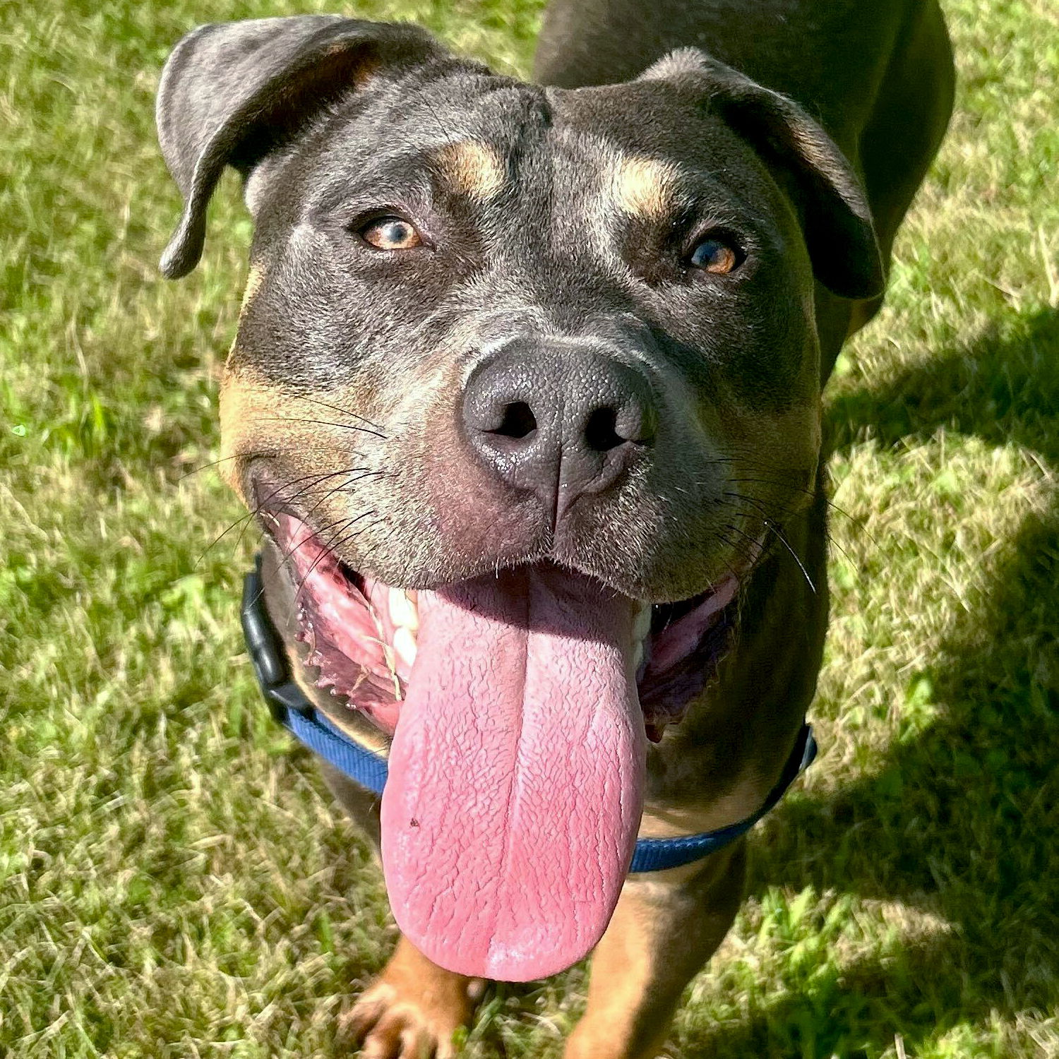 adoptable Dog in Jefferson, WI named Stockton
