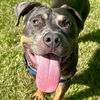 adoptable Dog in jefferson, WI named Stockton