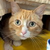 adoptable Cat in jefferson, WI named Tigger