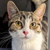 adoptable Cat in Jefferson, WI named Crystal