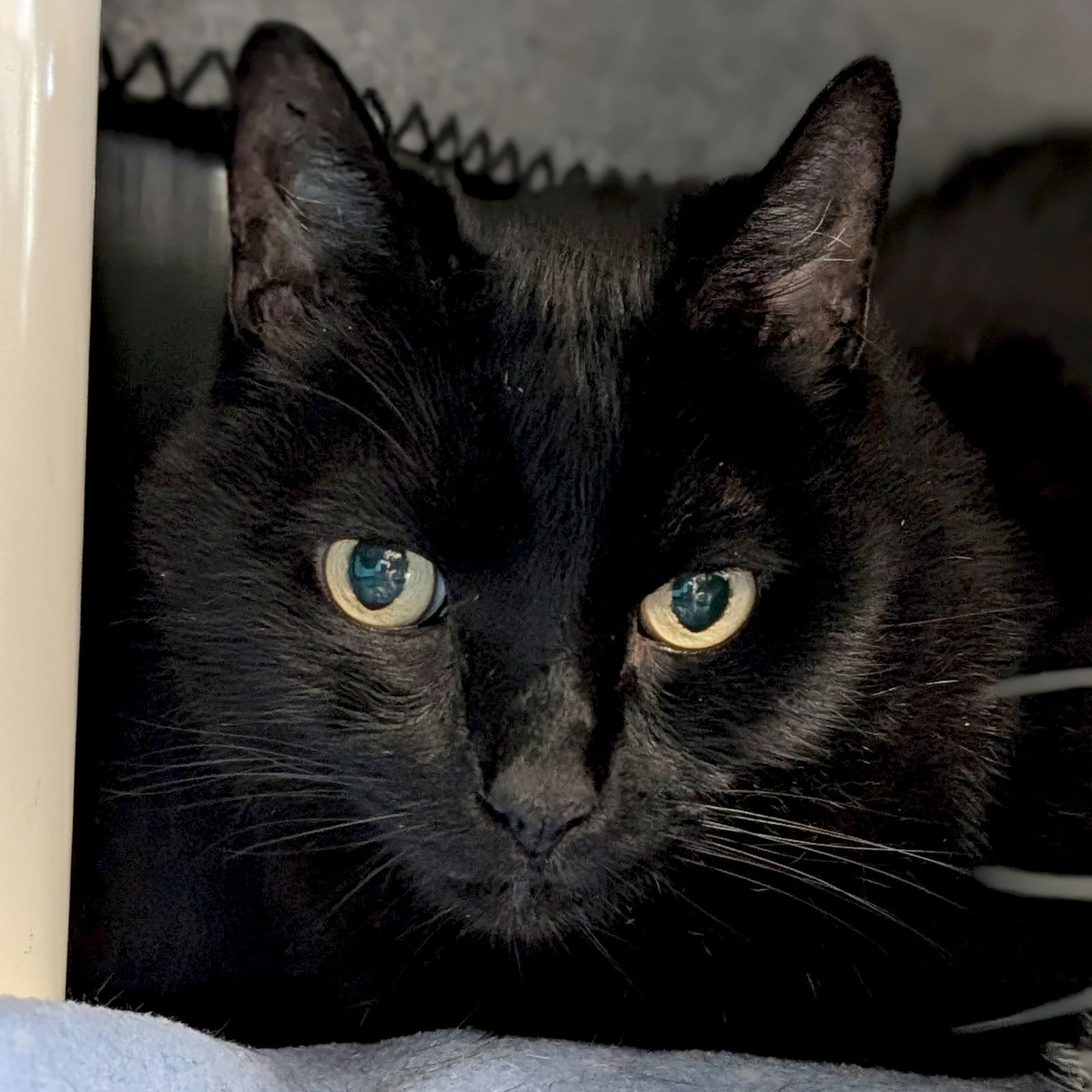 adoptable Cat in Jefferson, WI named Rock Lobster - Reduced Fee!