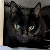 adoptable Cat in jefferson, WI named Rock Lobster - Reduced Fee!