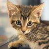 adoptable Cat in Jefferson, WI named Beethoven