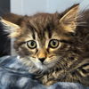 adoptable Cat in jefferson, WI named Kya