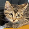 adoptable Cat in jefferson, WI named Opal