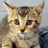 adoptable Cat in jefferson, WI named Topaz