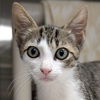 adoptable Cat in jefferson, WI named Jesse James
