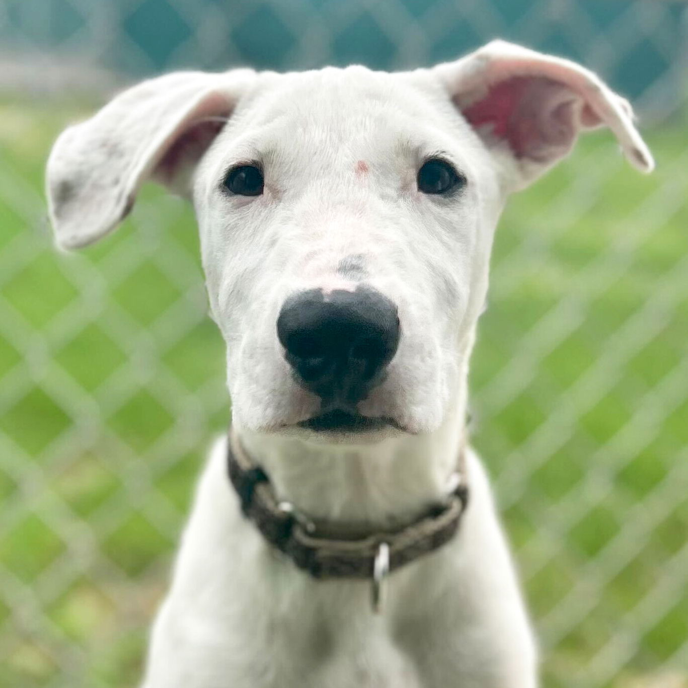 adoptable Dog in Jefferson, WI named Mocha