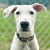 adoptable Dog in jefferson, WI named Mocha