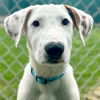 adoptable Dog in jefferson, WI named Snickers