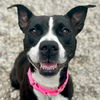 adoptable Dog in  named Bubbles