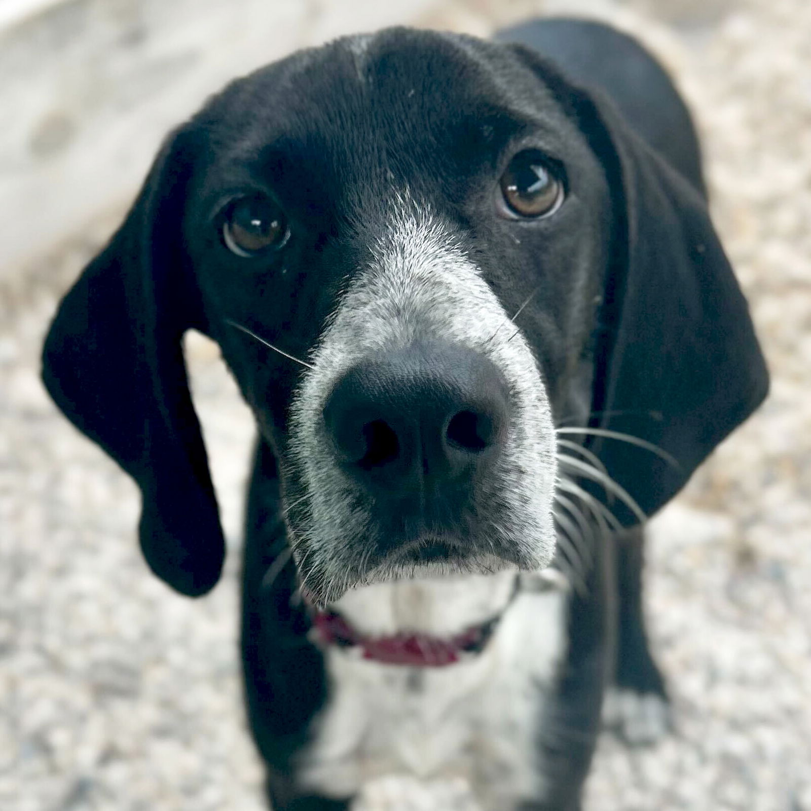 adoptable Dog in Jefferson, WI named Cinder