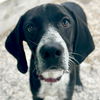 adoptable Dog in  named Cinder