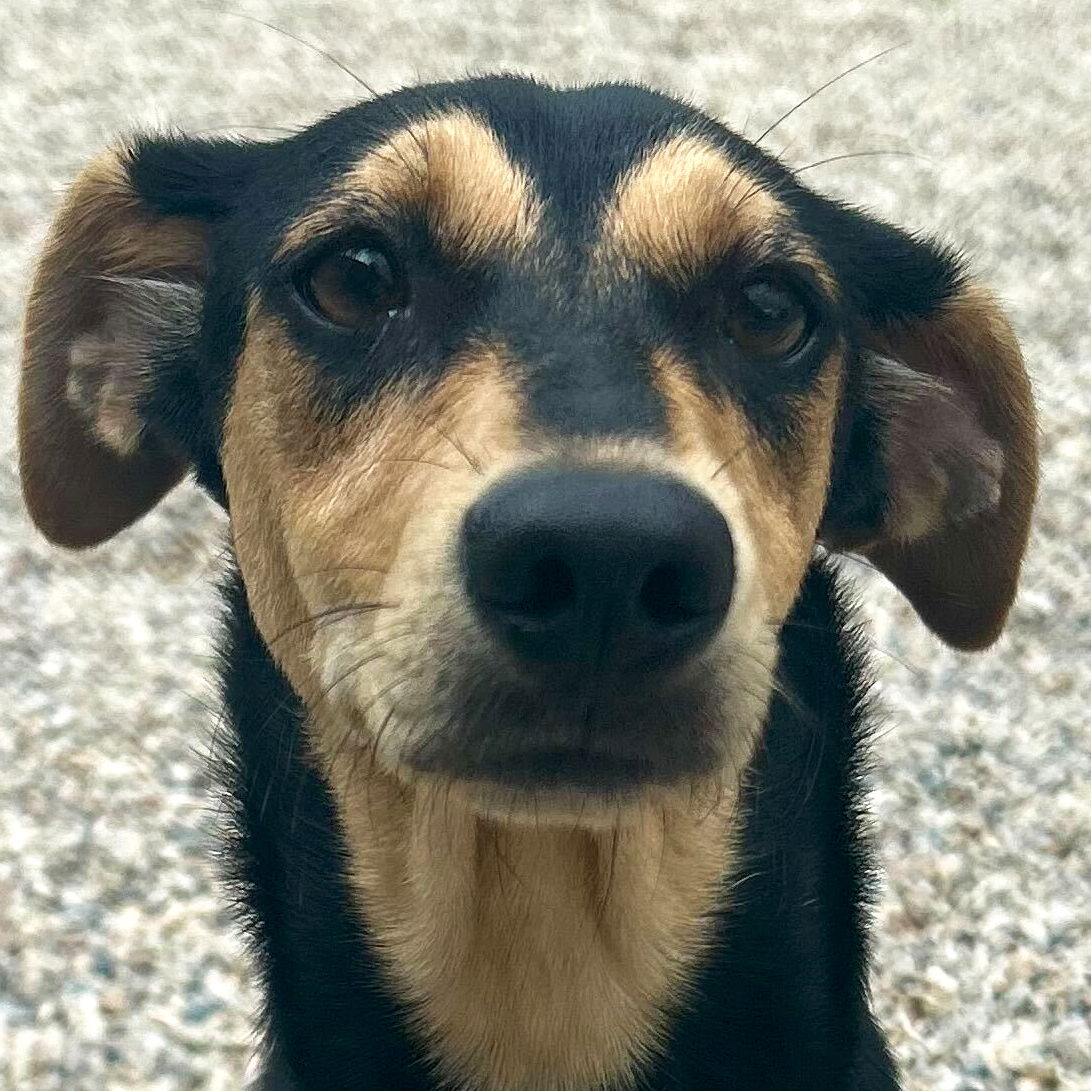 adoptable Dog in Jefferson, WI named Dulce