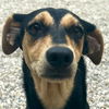adoptable Dog in jefferson, WI named Dulce