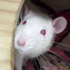 adoptable Rat in jefferson, WI named Richard