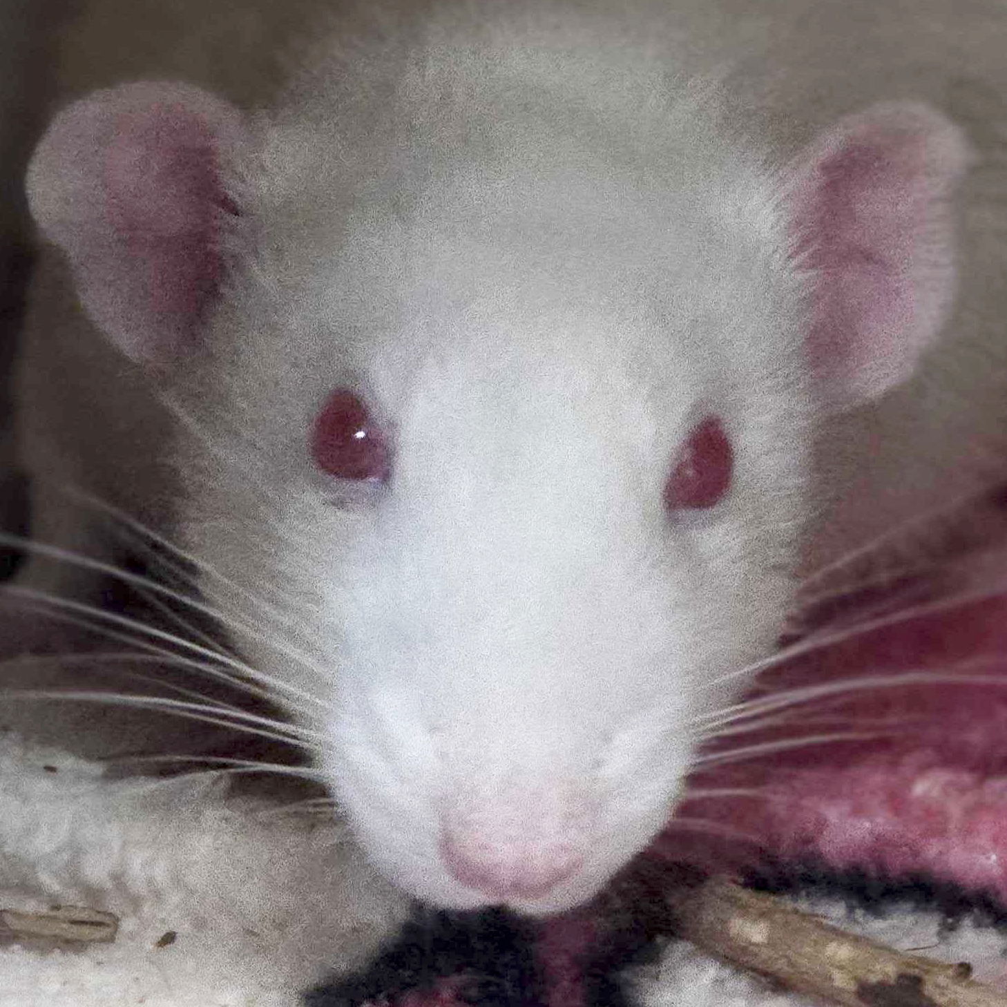 adoptable Rat in Jefferson, WI named John