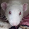 adoptable Rat in jefferson, WI named John