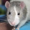 adoptable Rat in jefferson, WI named Grimbolde