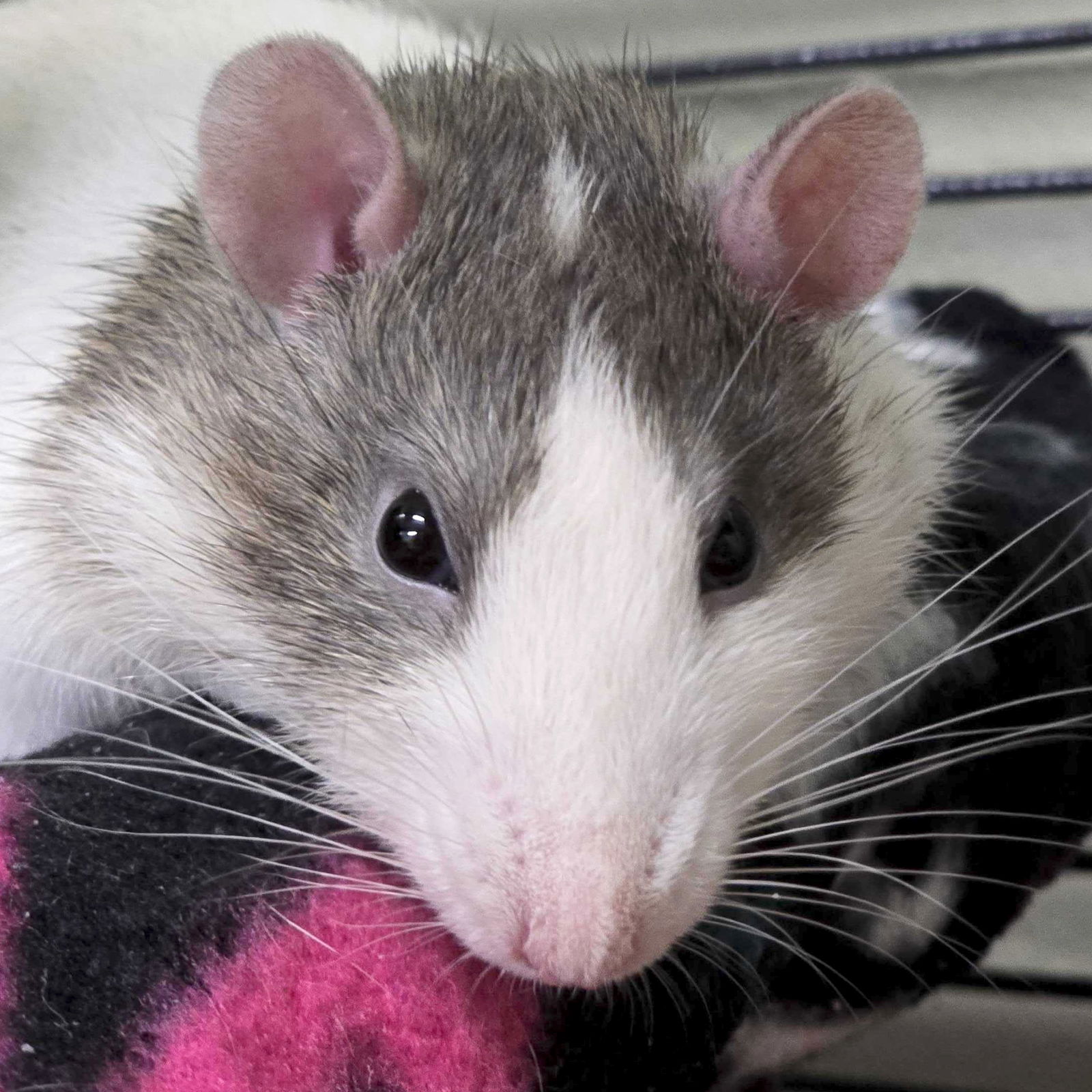 adoptable Rat in Jefferson, WI named Gilthe