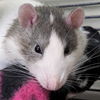 adoptable Rat in jefferson, WI named Gilthe