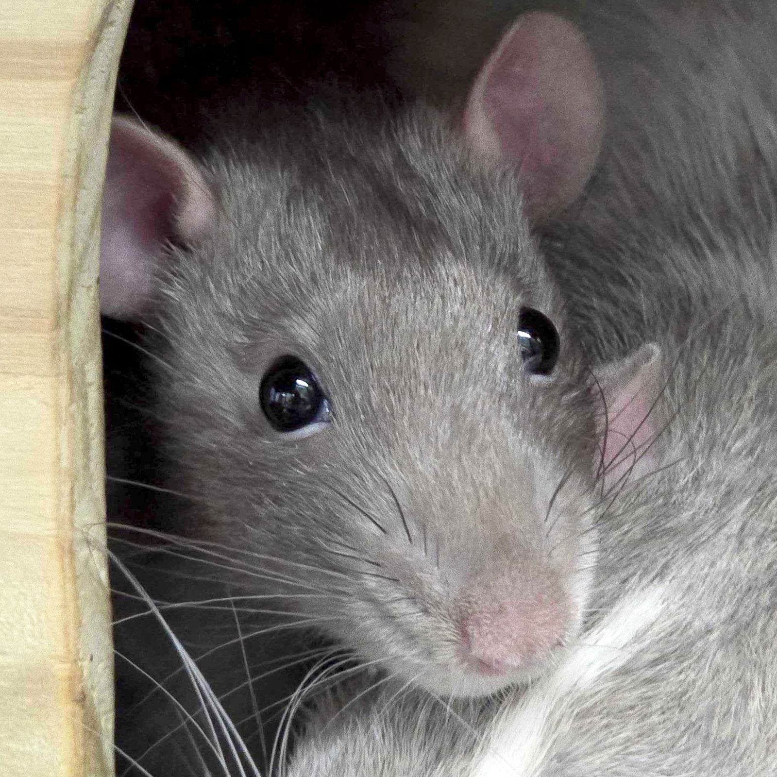 adoptable Rat in Jefferson, WI named Greg